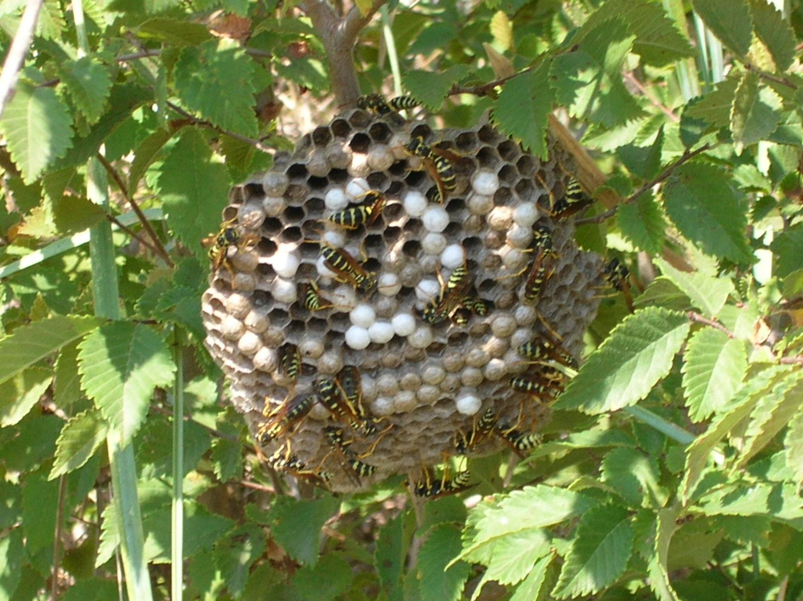 Nidi vari: Chalicodoma, Polistes e probabile Sceliphron