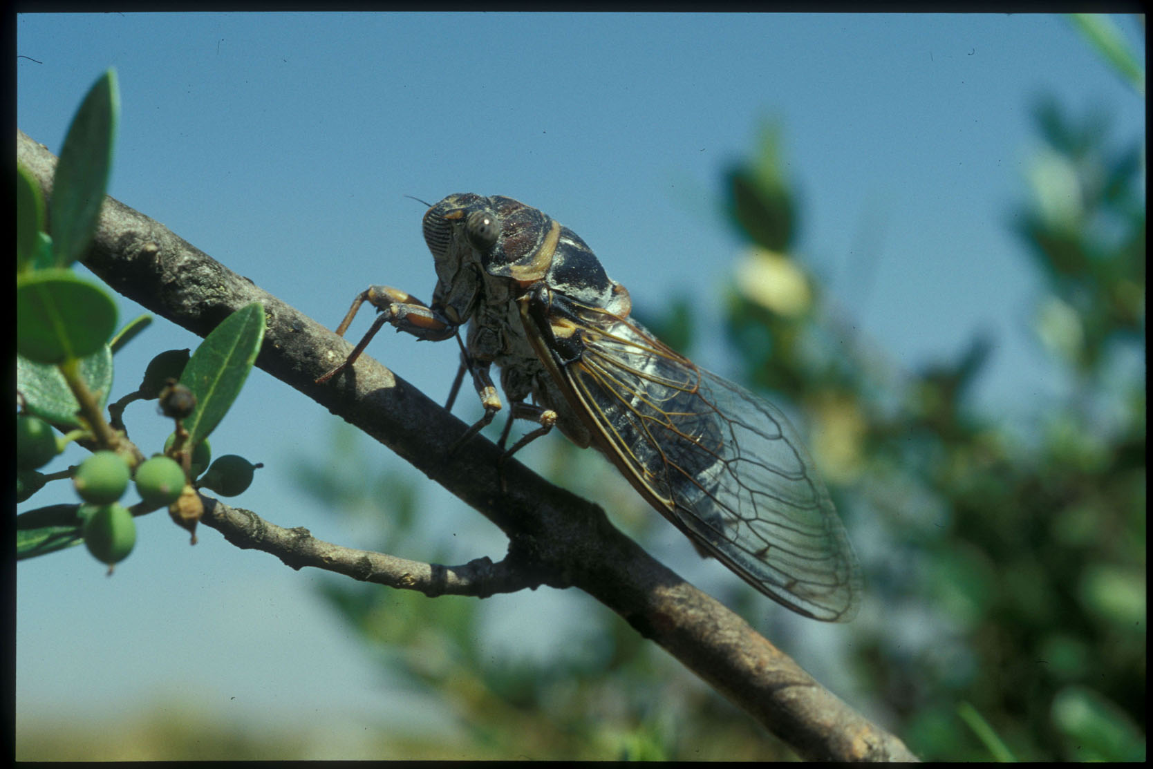 Cicala [ Lyristes plebejus]