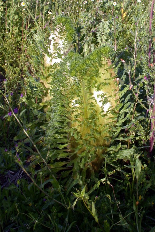 mostruosa fasciazione di Echium vulgare