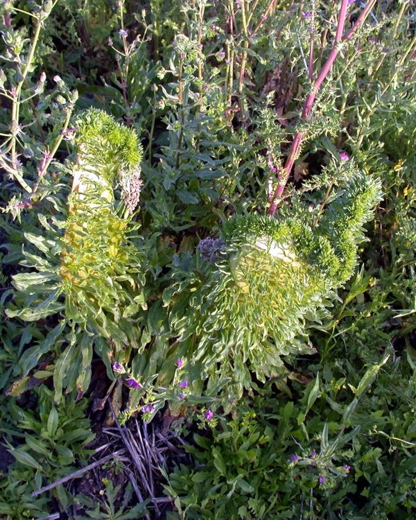 mostruosa fasciazione di Echium vulgare