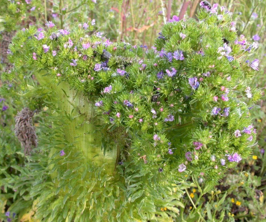 mostruosa fasciazione di Echium vulgare