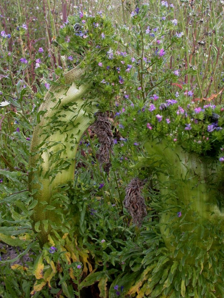 mostruosa fasciazione di Echium vulgare