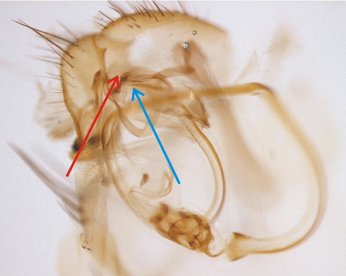 (Tephritidae) Terellia fuscicornis