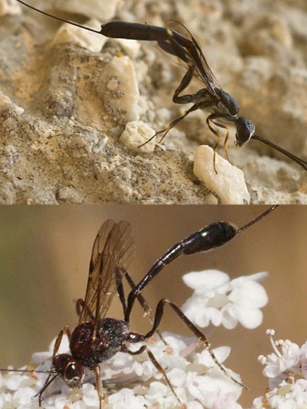 Provo con Sphecidae. No. Ichneumonidae: Anomalon cruentatum