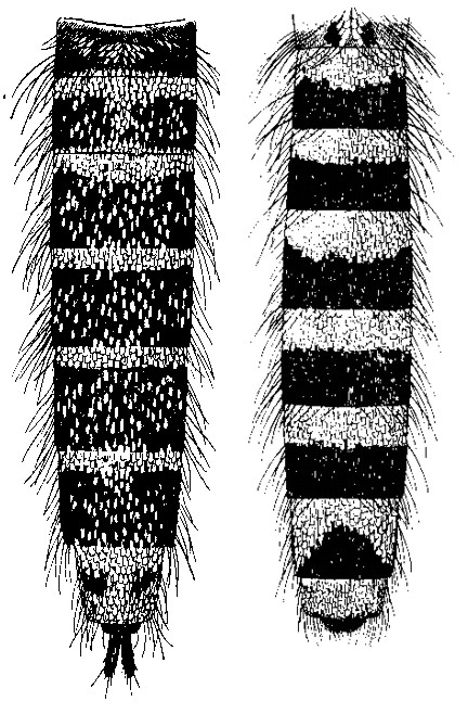 Informazione su Culicidae