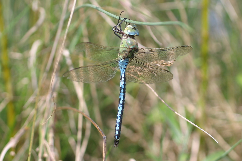 Anax imperator maschio