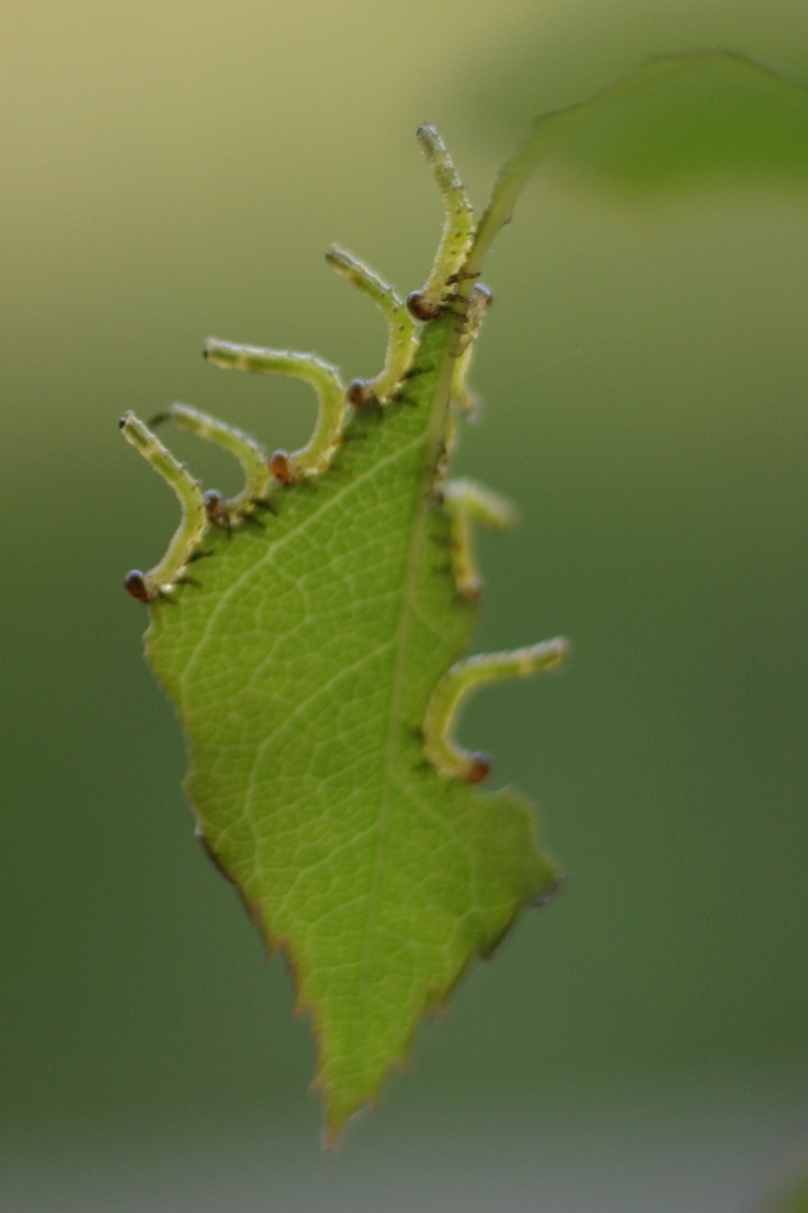 Bruchi : larve di Arge sp.