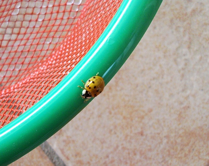 Coccinella