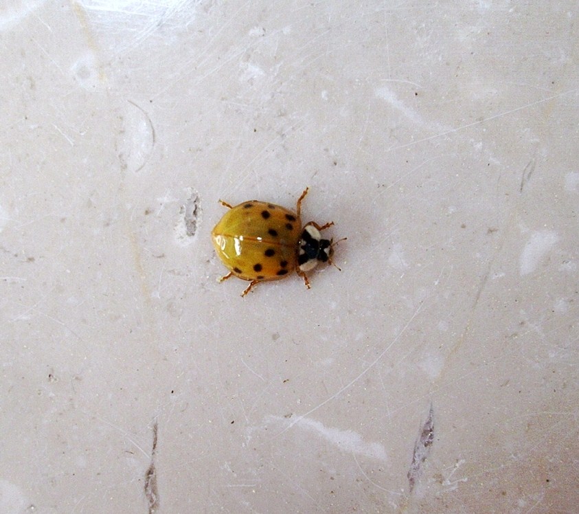 Coccinella