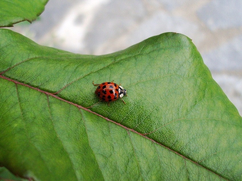 Coccinella 2