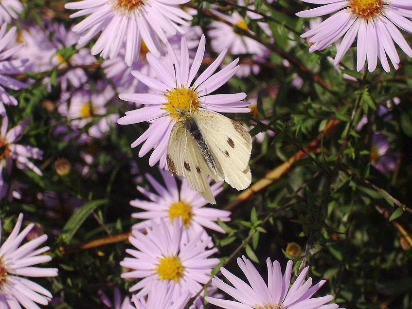 Una Pieride...quale? Pieris rapae