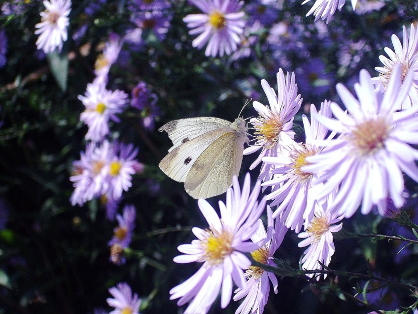 Una Pieride...quale? Pieris rapae