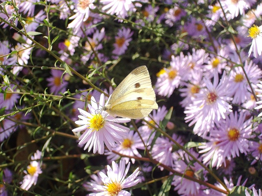 Una Pieride...quale? Pieris rapae