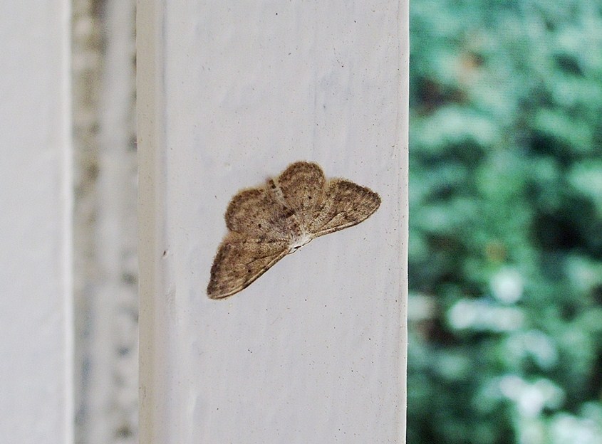 Geometride 2 - Idaea seriata