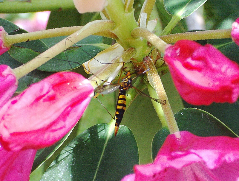 Tipulidae - Nephrotoma sp.