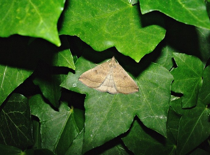 Un''altra falena nell''edera - Pechipogo plumigeralis