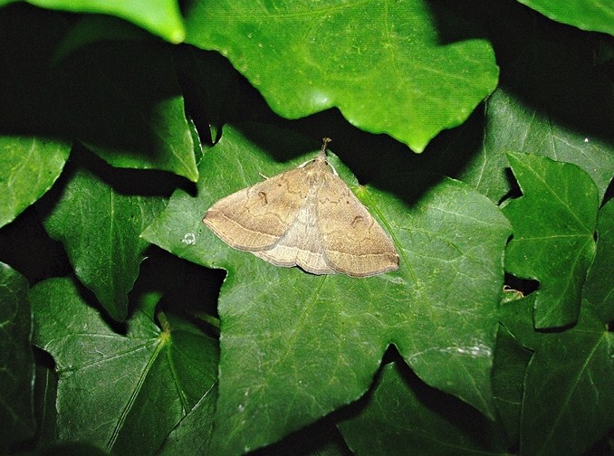 Un''altra falena nell''edera - Pechipogo plumigeralis