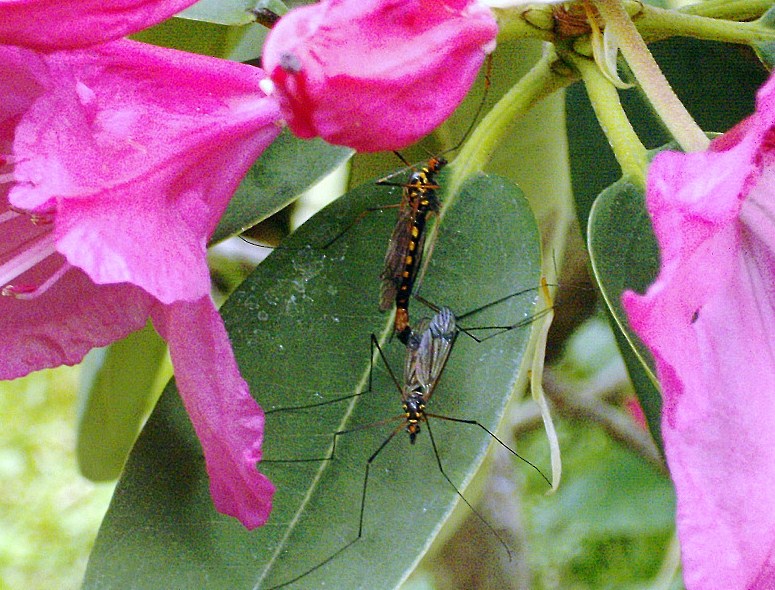 Tipulidae - Nephrotoma sp.