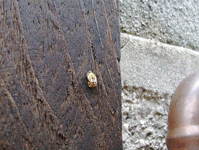 Pupa di coccinella? S, cfr. Coccinella septempuncata