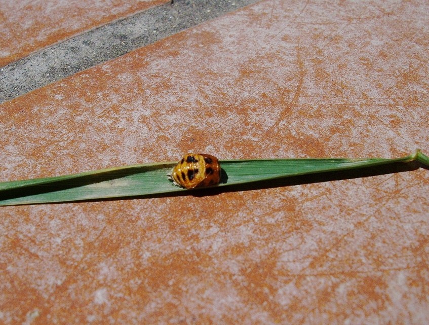 Coccinella