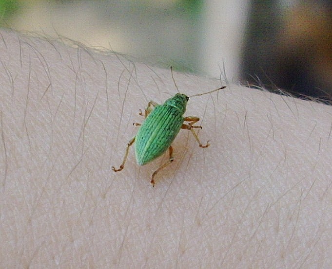 Polydrusus sericeus?