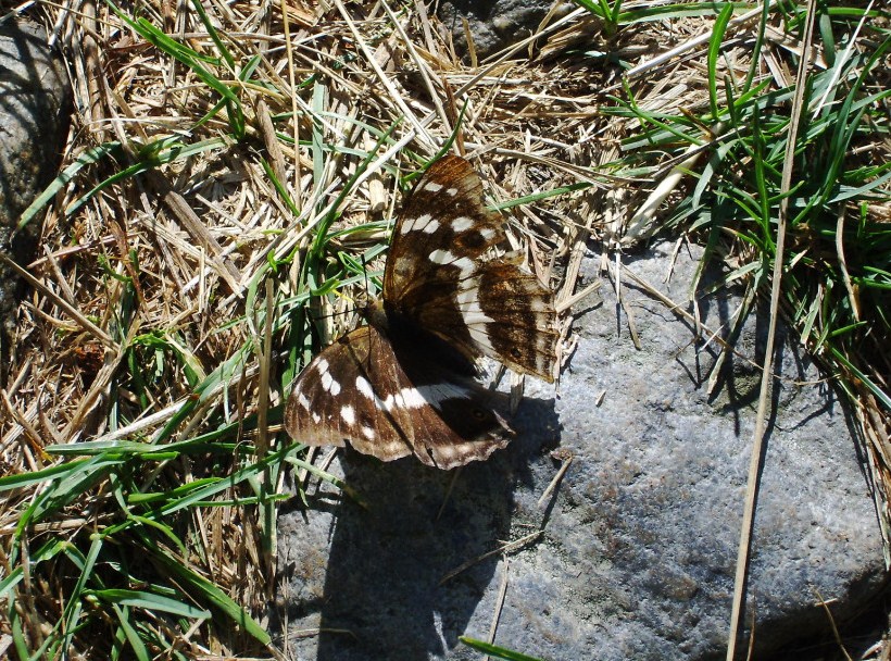 Apatura iris, Nymphalidae