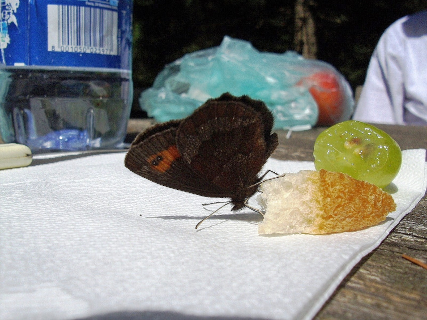 Farfalla al picnic - Erebia aethiops