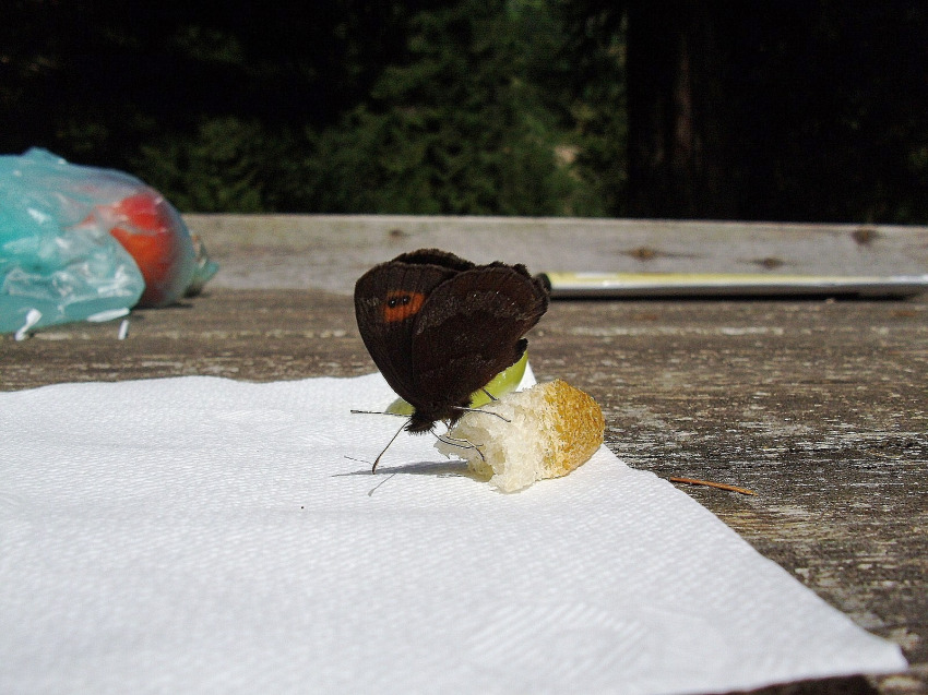 Farfalla al picnic - Erebia aethiops