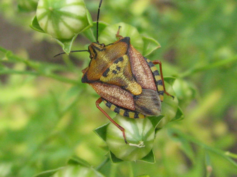 Da identificare: Carpocoris di due specie diverse