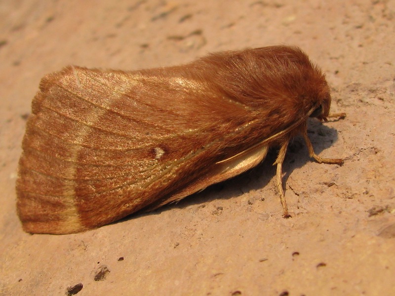 Lepidottero rossiccio da identificare