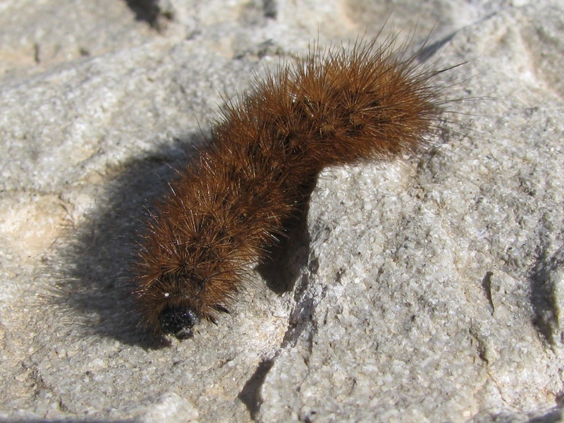 Larva da identificare