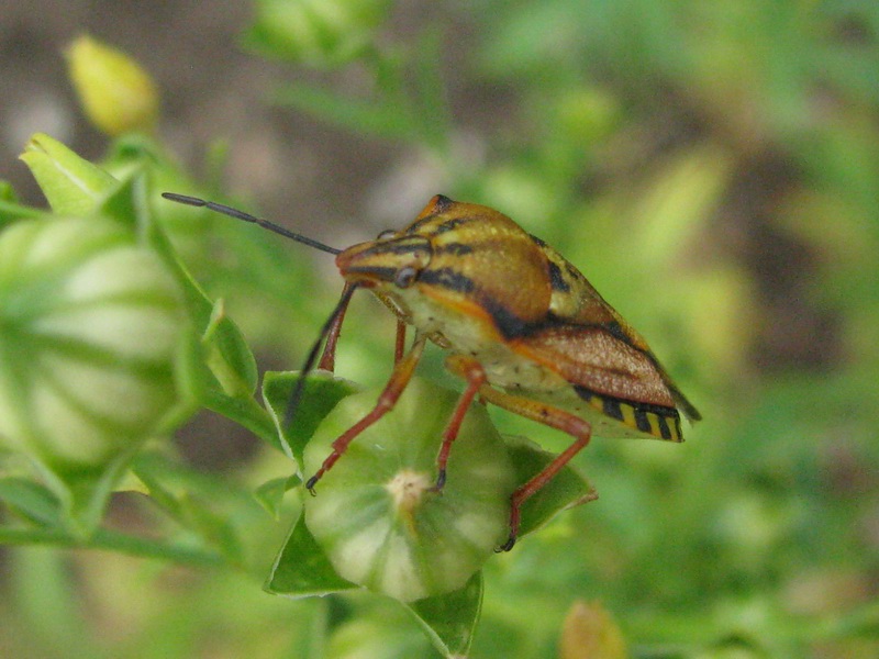 Da identificare: Carpocoris di due specie diverse