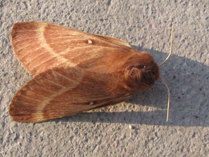 Lepidottero rossiccio da identificare