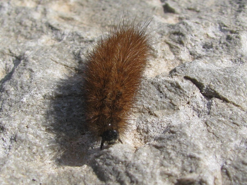 Larva da identificare