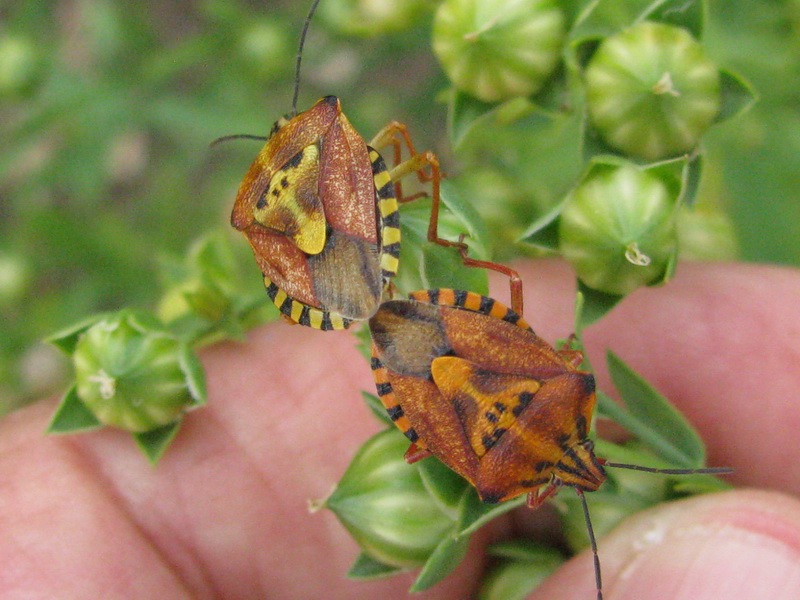 Da identificare: Carpocoris di due specie diverse