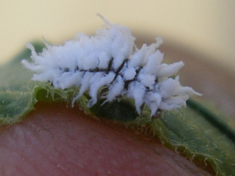 larva di Cryptolaemus montrouzieri