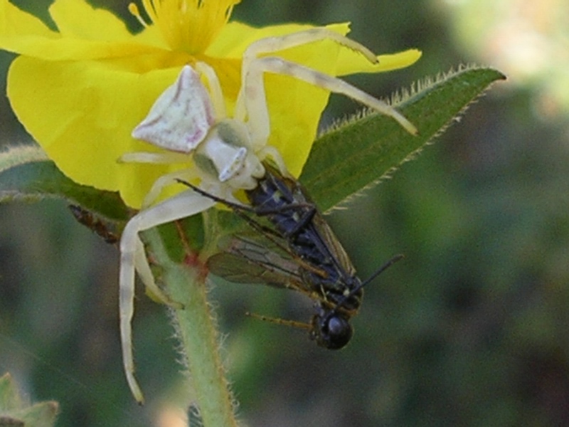 Thomisus onustus