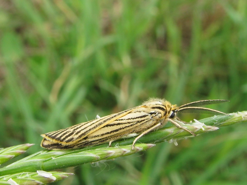 Coscinia striata