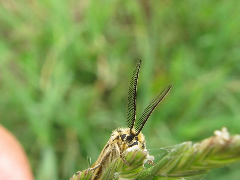 Coscinia striata