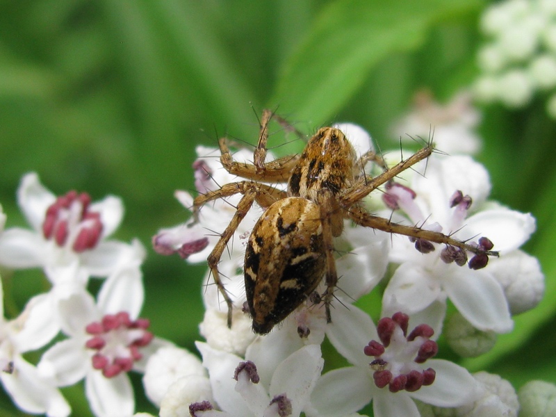 Oxyopes sp.