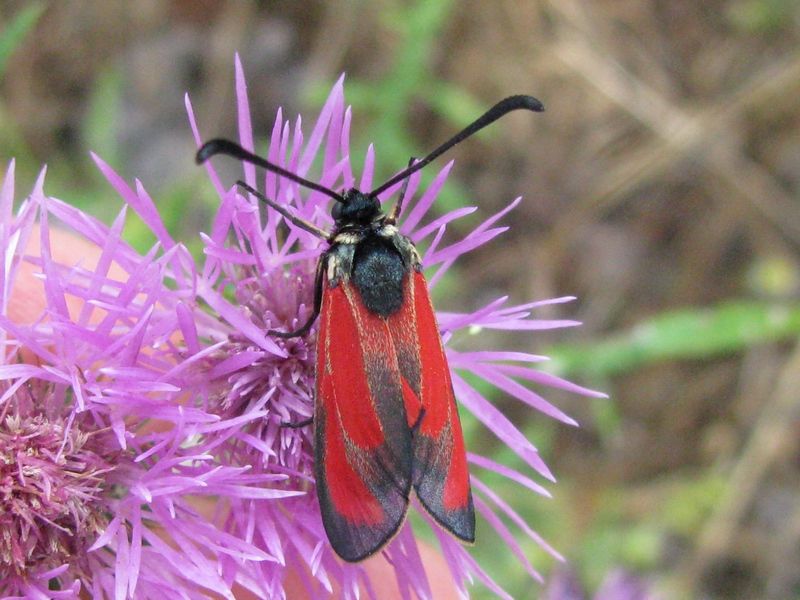 Farfalle da identificare