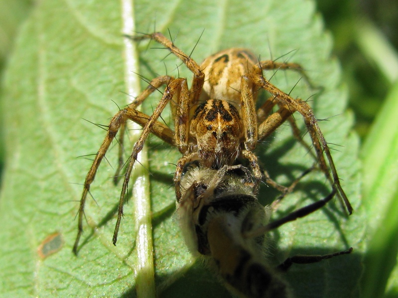 Oxyopes sp.