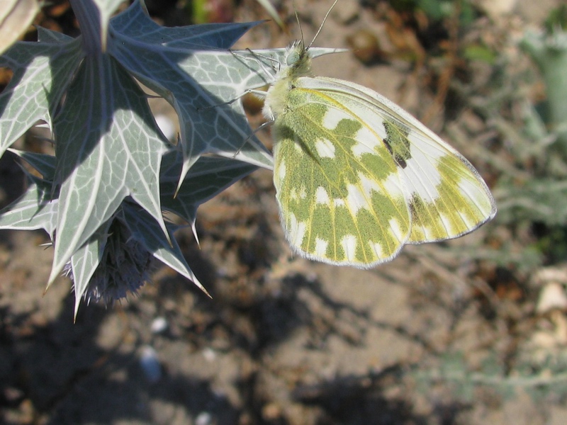 Farfalle da identificare