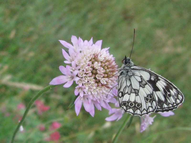 Farfalle da identificare