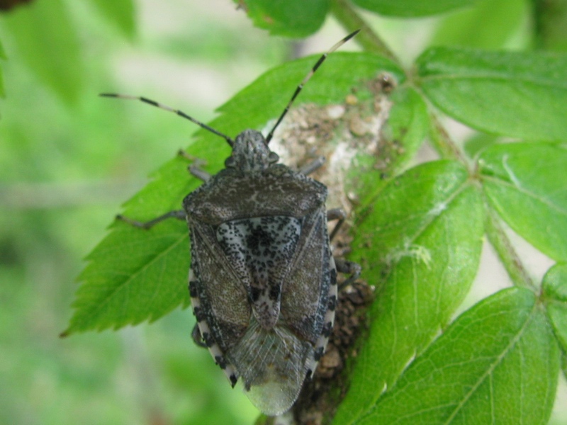 Pentatomidae: Rhaphigaster nebulosa del Molise