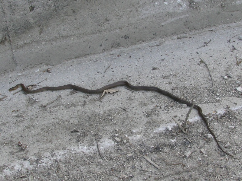 Serpente da identificare