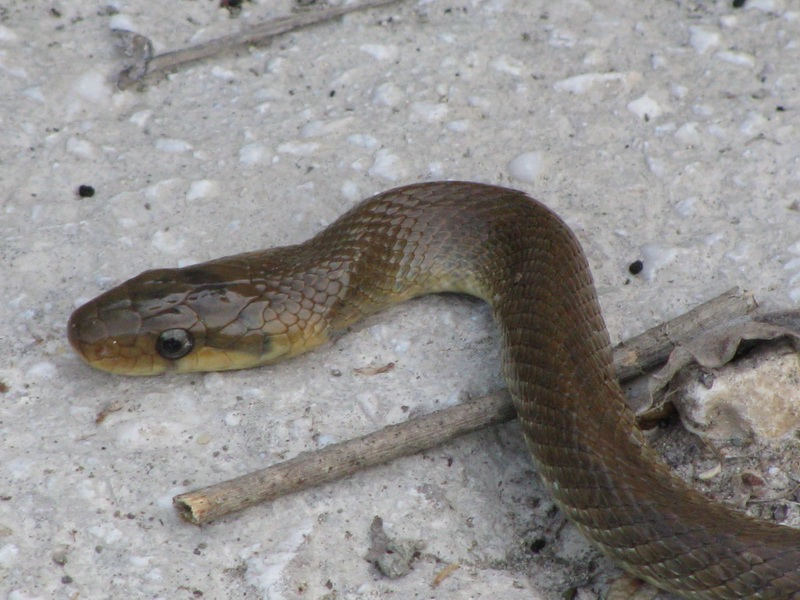 Serpente da identificare