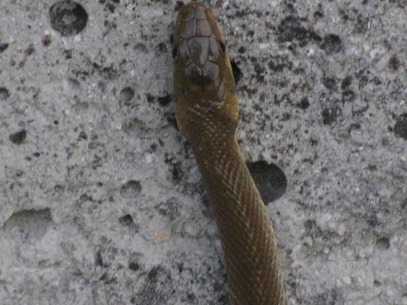 Serpente da identificare