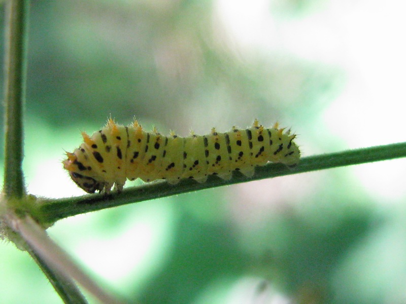 Larva da identificare