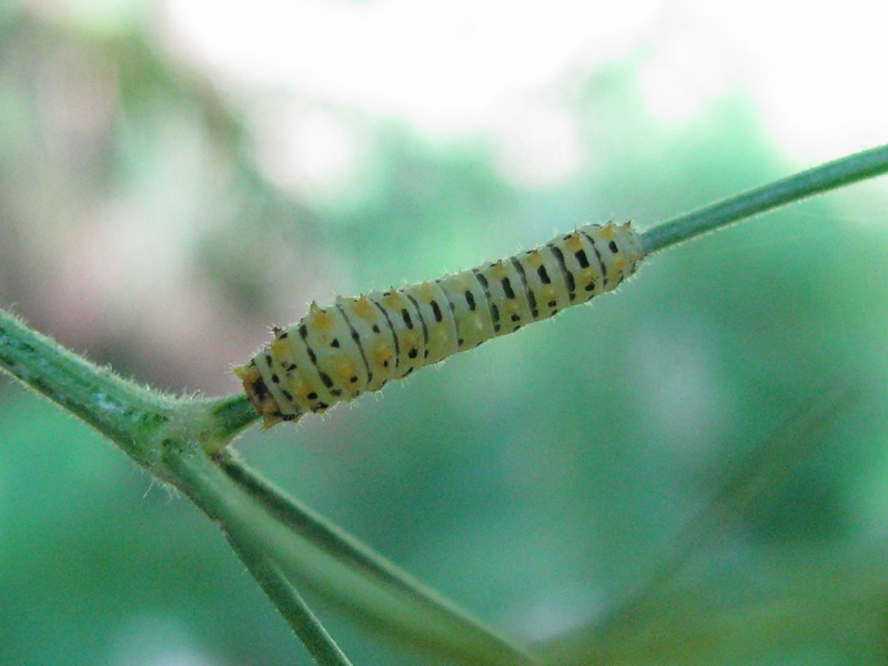 Larva da identificare